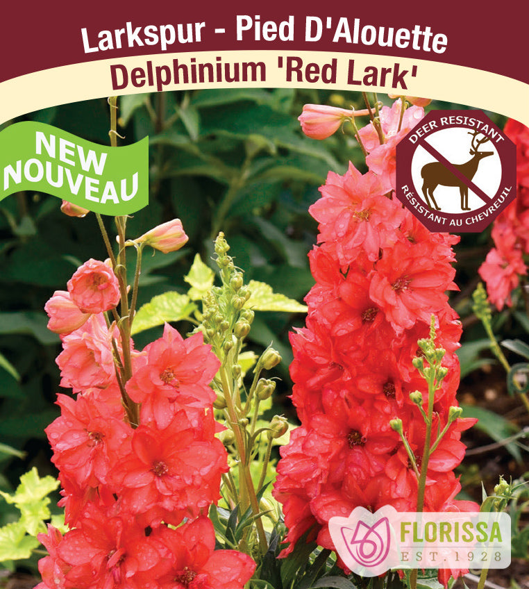 Delphinium - Red Lark