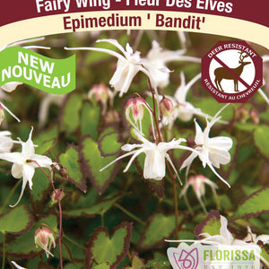 Epimedium