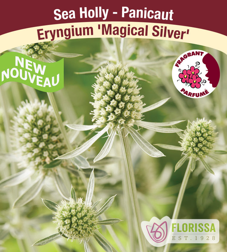 Eryngium - Magical Silver