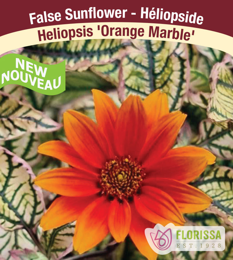 Heliopsis - Orange Marble
