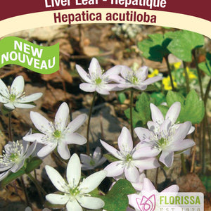 Hepatica