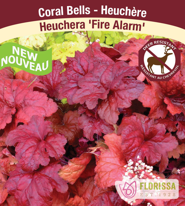 Heuchera - Fire Alarm
