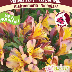 Alstromeria