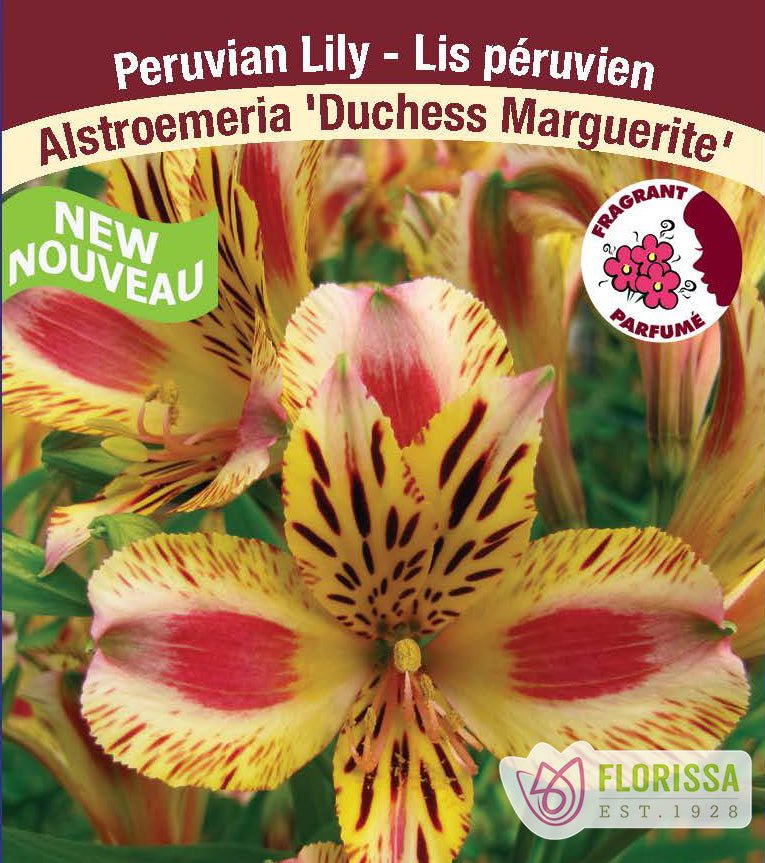 Alstromeria - Marguerite