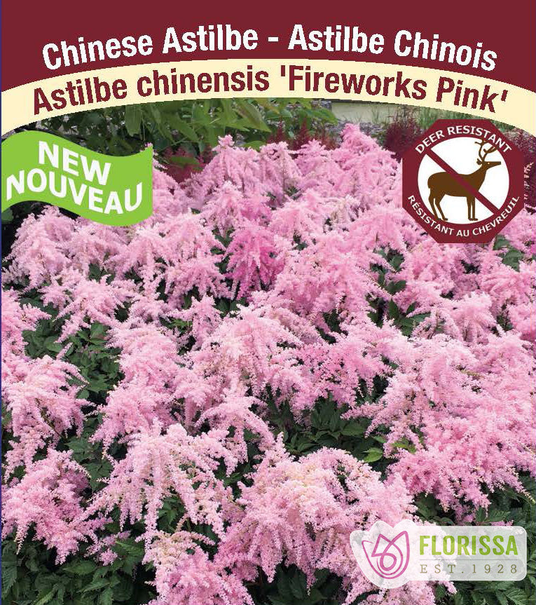 Astilbe - Chinensis 2-3 Eyes -  Fireworks Pink