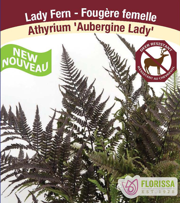 Athyrium - Aubergine Lady