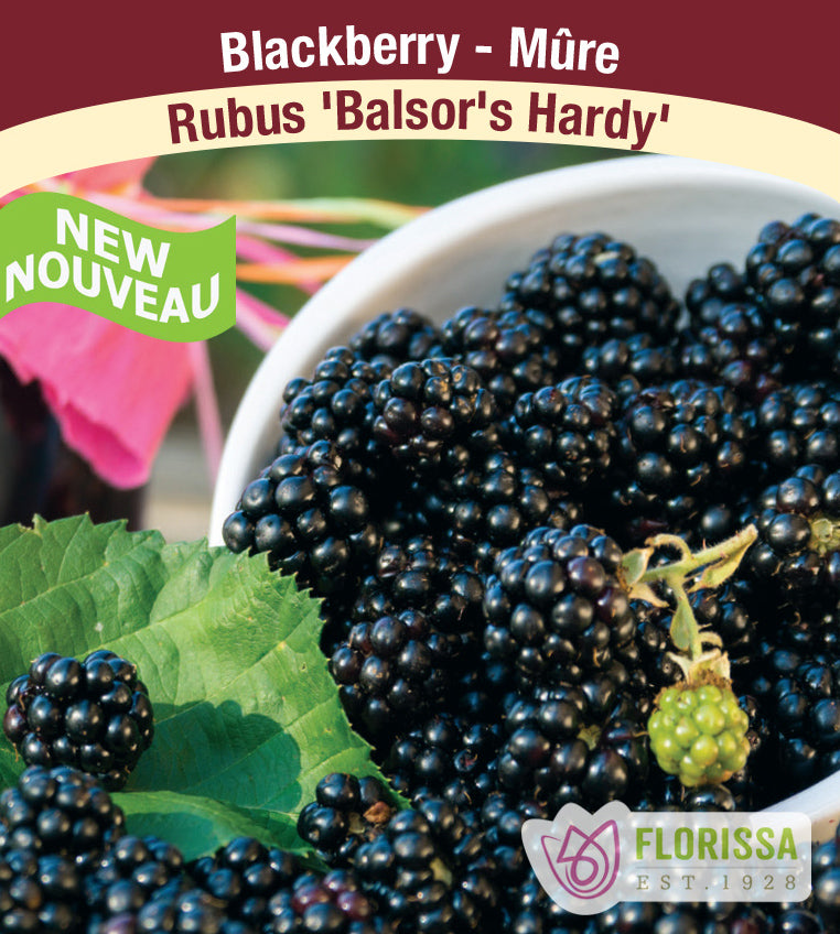 Blackberry - Blasor's Hardy Retail Pot