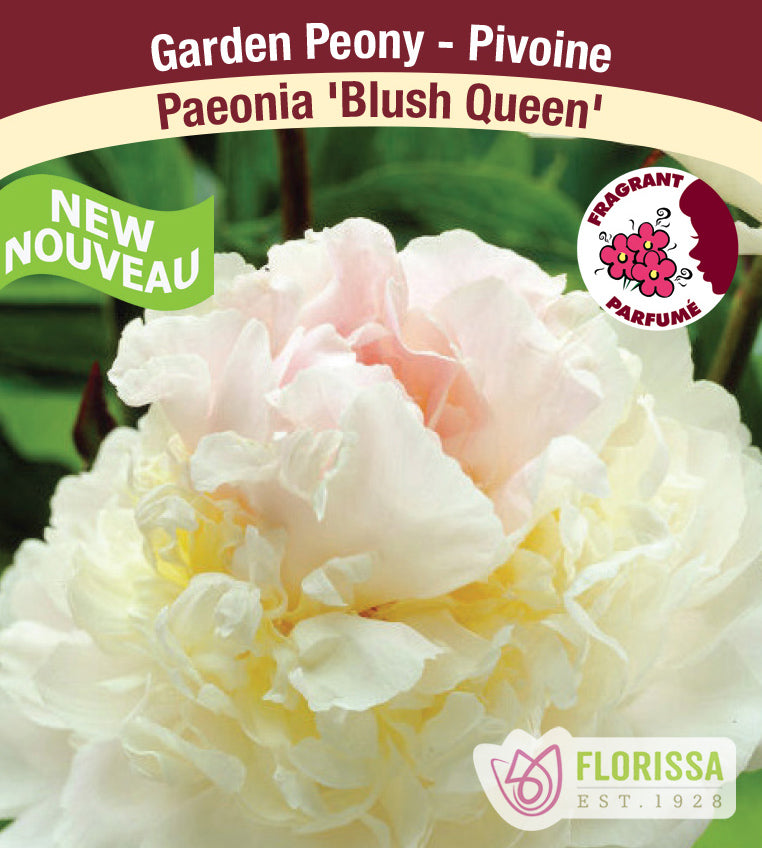 Paeonia Lactiflora - Blushing Queen