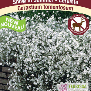 Cerastium