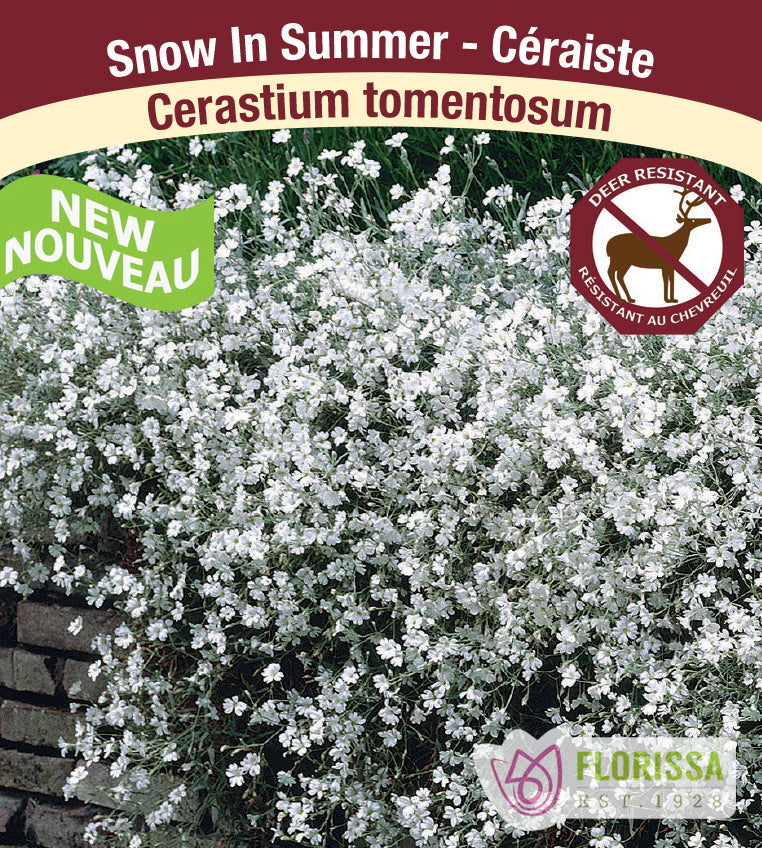 Cerastium - tomentosum