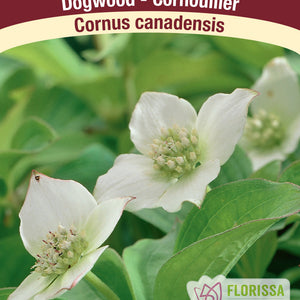 Cornus