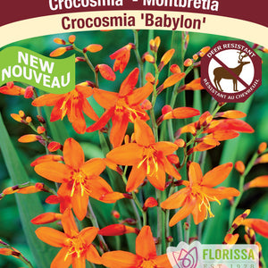Crocosmia