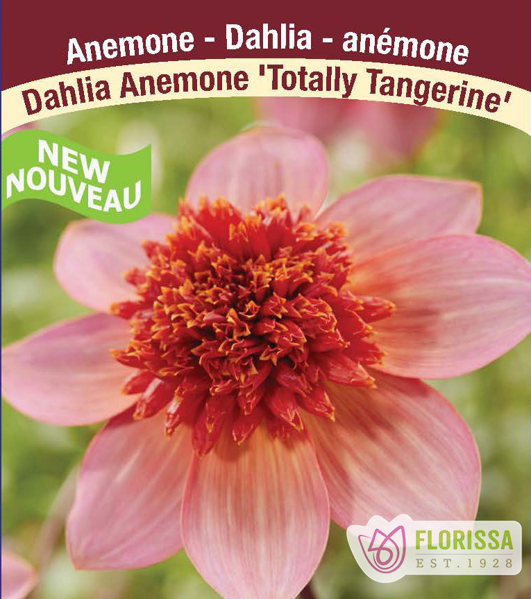 Dahlia Anemone - Totally Tangerine Bulk