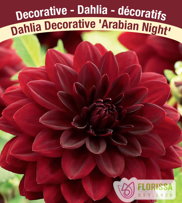 Dahlia Decorative - Arabian Night Bulk