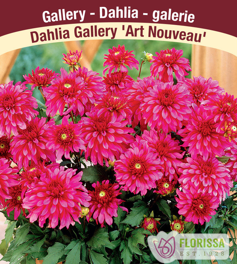 Dahlia Patio - Gallery Art Nouveau Bulk