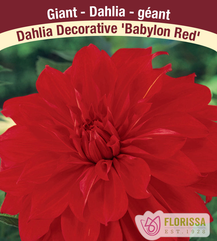 Dahlia Giant Dinnerplate - Babylon Red Bulk