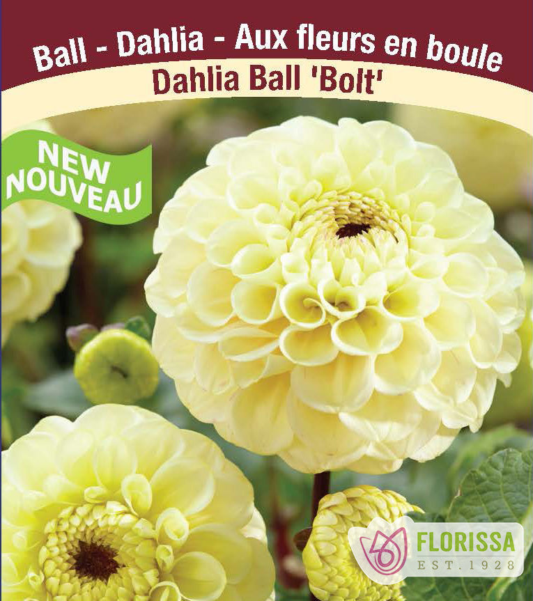 Dahlia Ball - Bolt Bulk