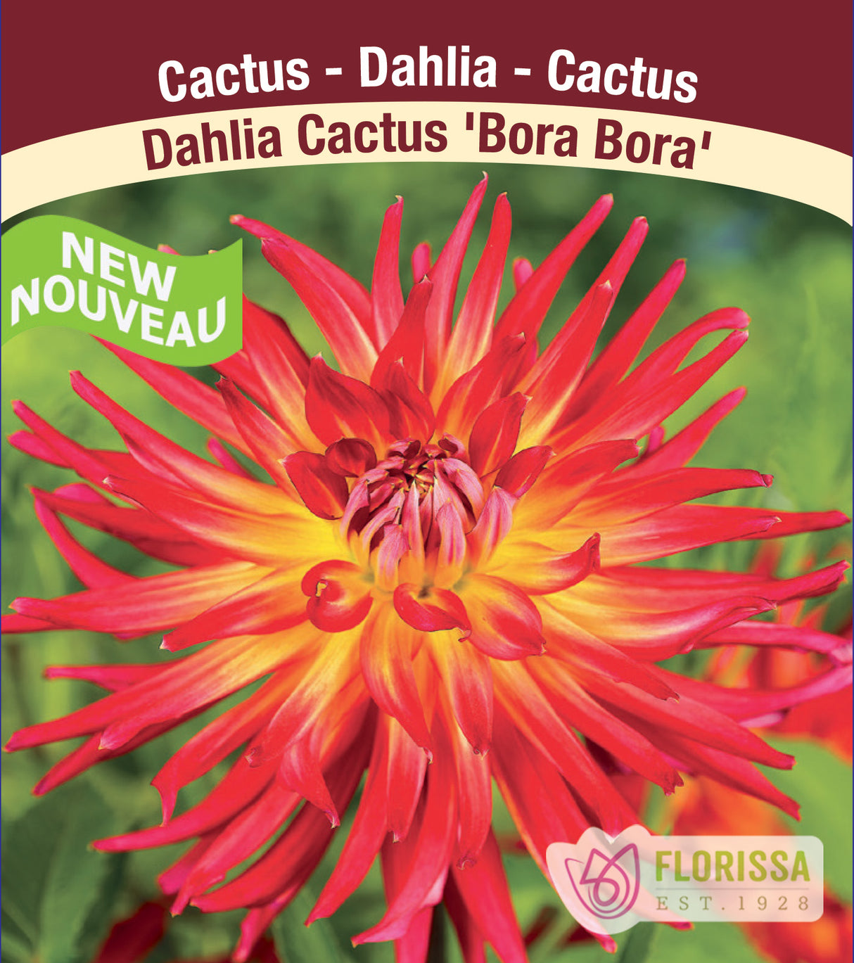 Dahlia Cactus - Bora Bora Bulk