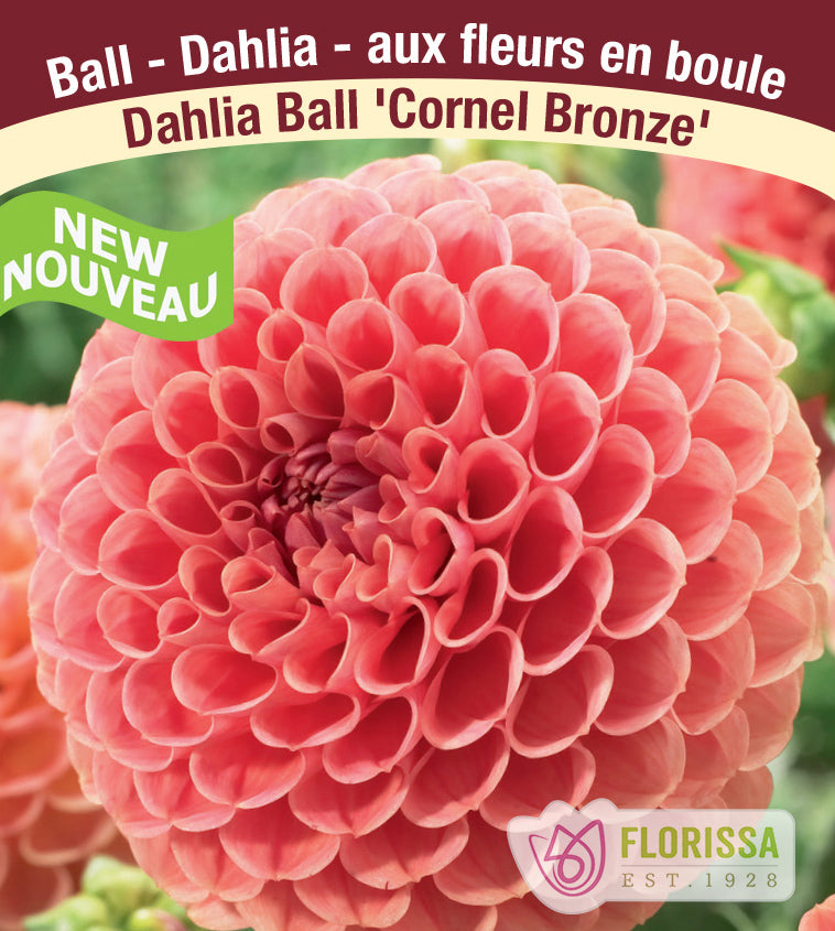 Dahlia Ball - Cornel Bronze Bulk
