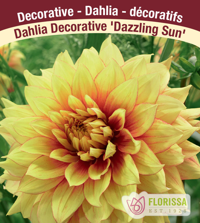 Dahlia Decorative - Dazzling Sun Bulk