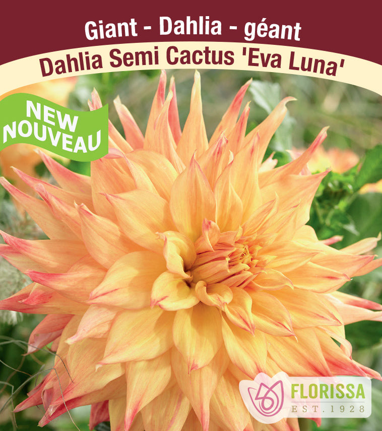 Dahlia Dinnerplate Cactus - Eva Luna Bulk