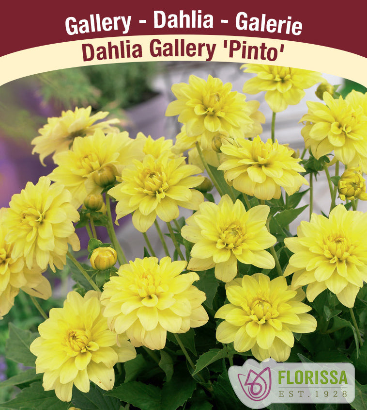 Dahlia Patio - Gallery Pinto Bulk