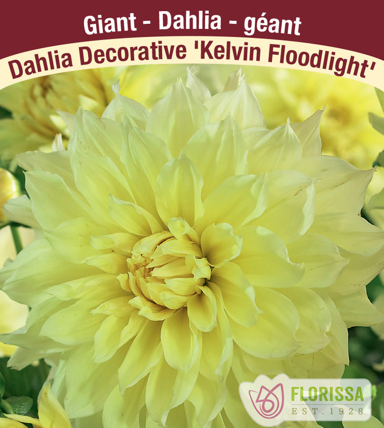 Dahlia Giant Dinnerplate - Kelvin Floodlight Bulk