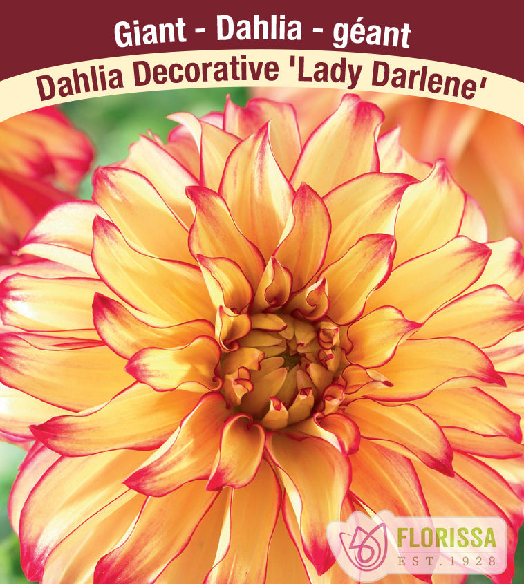 Dahlia Giant Dinnerplate - Lady Darlene Bulk