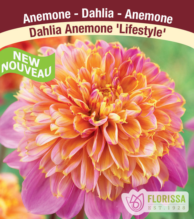 Dahlia Anemone - Life Style Bulk