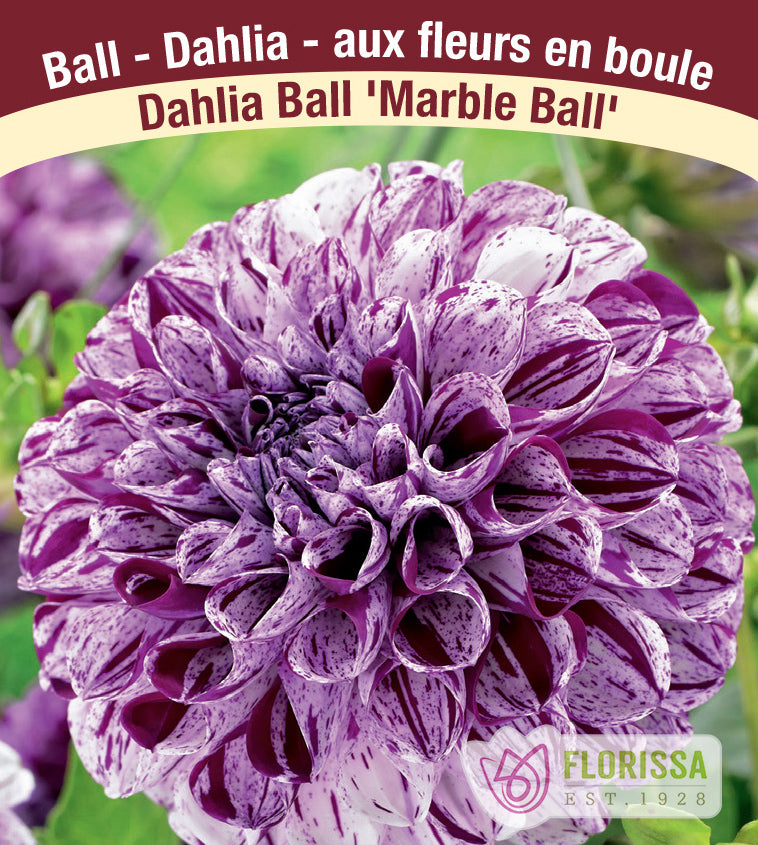 Dahlia Ball - Marble Ball Bulk
