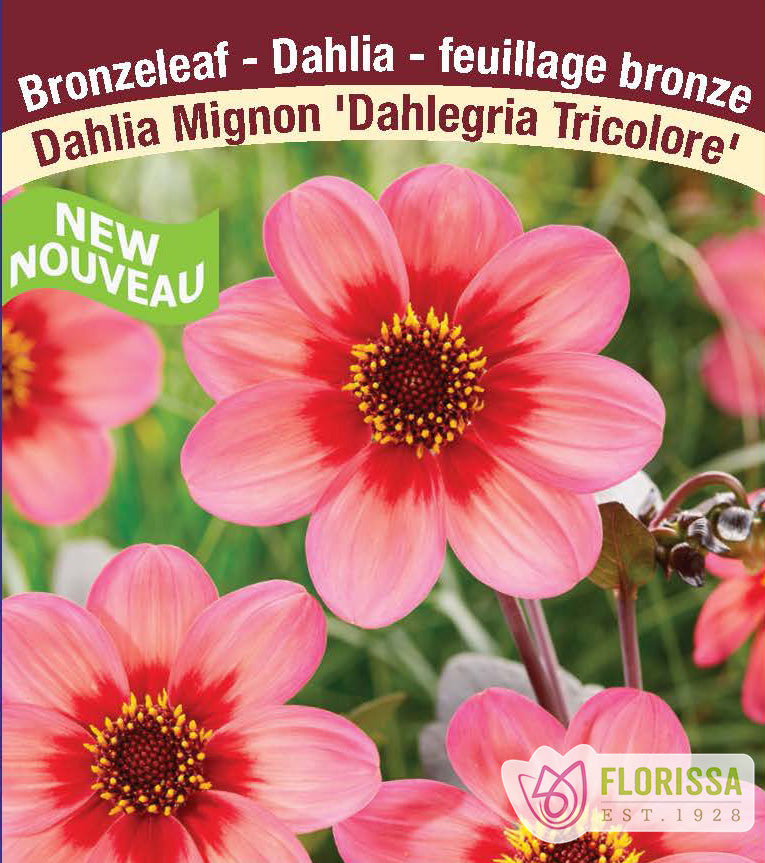 Dahlia Mignon - Dahlegria Tricolore Bulk
