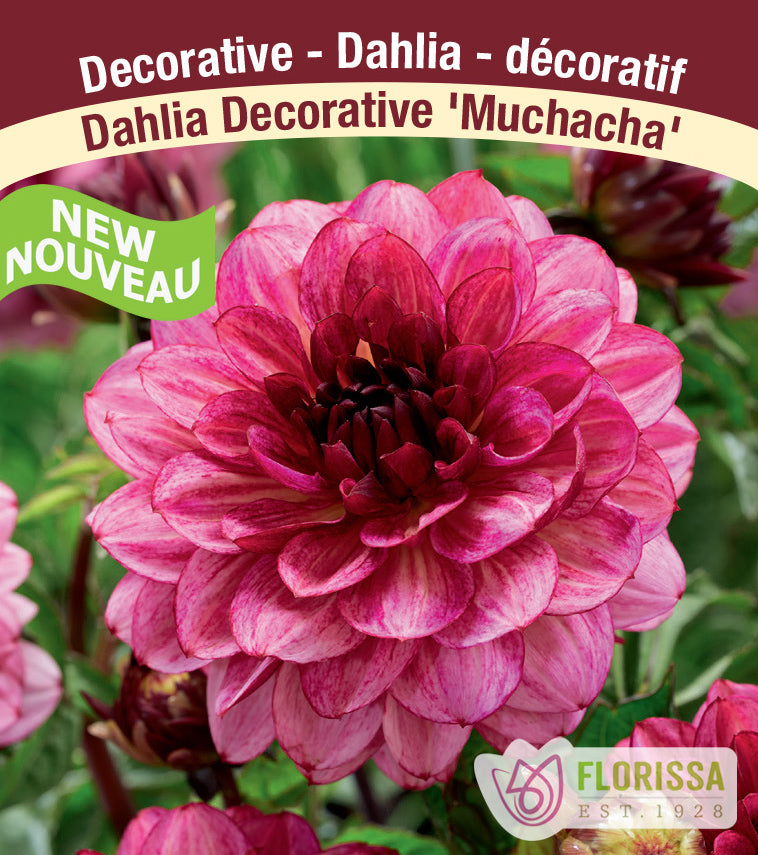 Dahlia Decorative - Muchacha Bulk