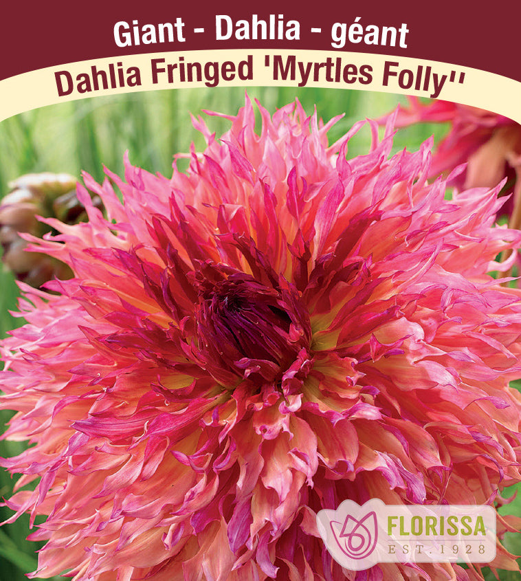 Dahlia Giant Dinnerplate - Myrtle's Folly Bulk