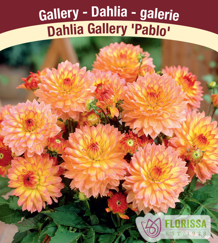 Dahlia Patio - Gallery Pablo Bulk