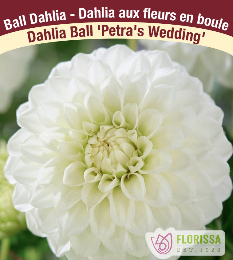 Dahlia Ball - Petra's Wedding Bulk