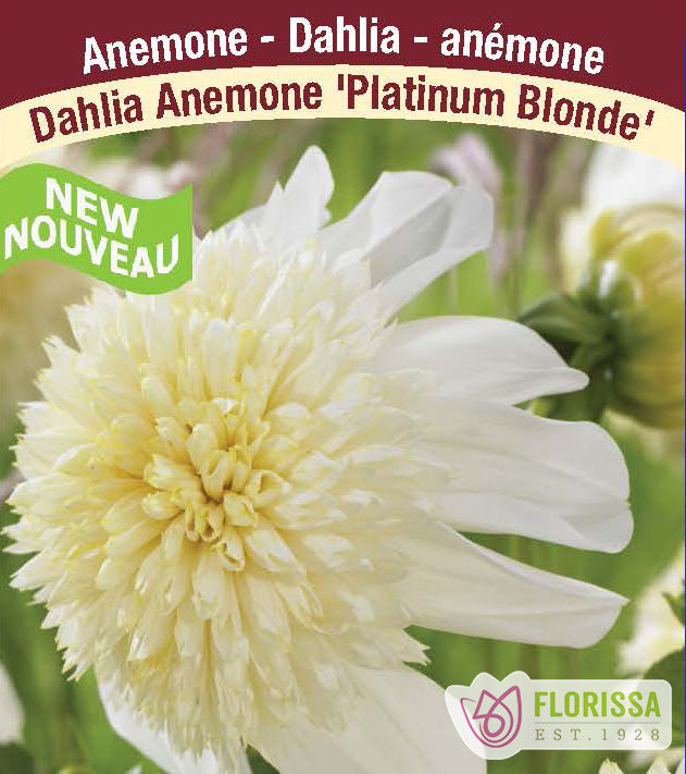 Dahlia Anemone - Platinum Blonde Bulk