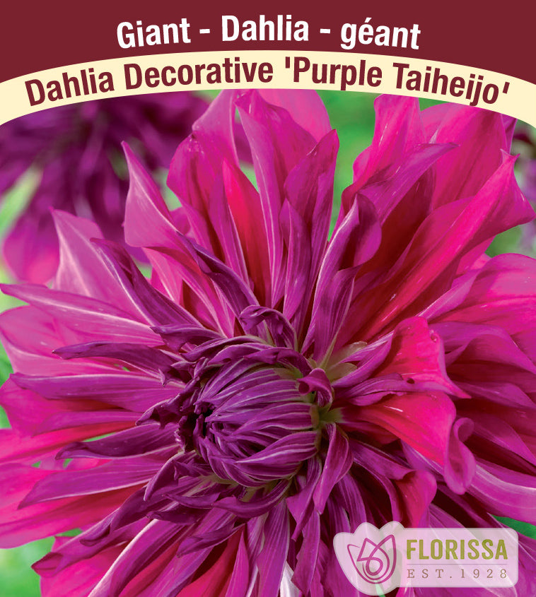 Dahlia Giant Dinnerplate - Purple Taiheijo Bulk