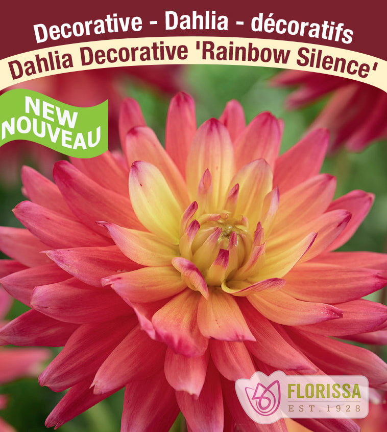 Dahlia Cactus - Rainbow Silence Bulk