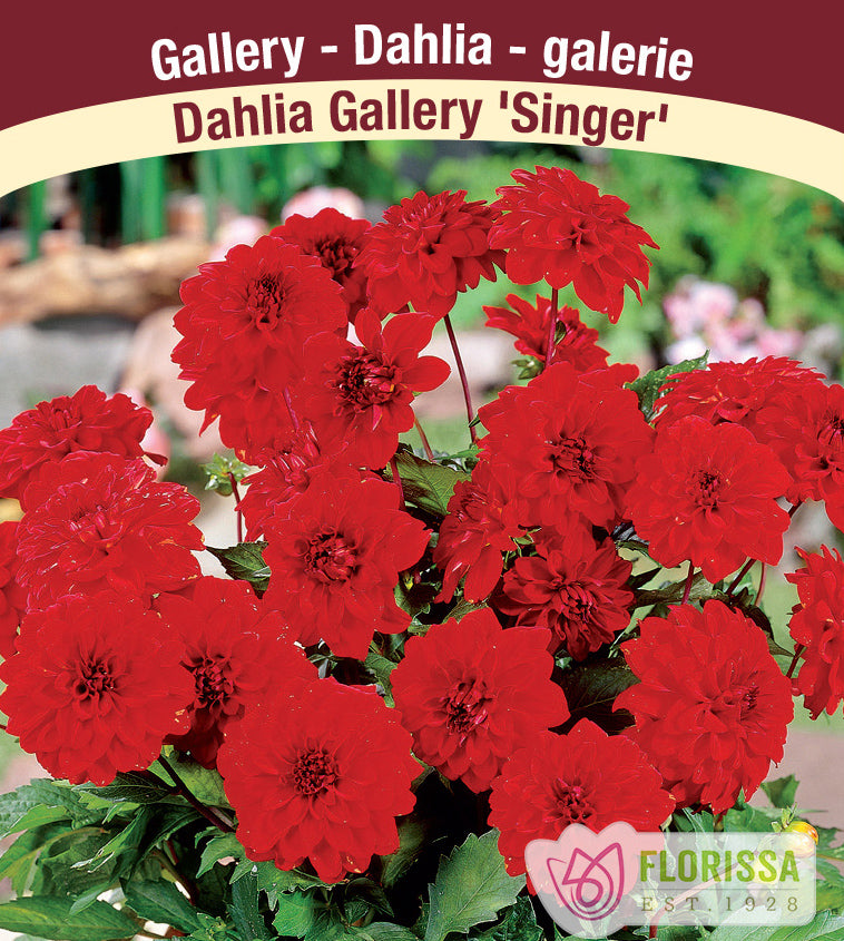 Dahlia Patio - Gallery Singer Bulk
