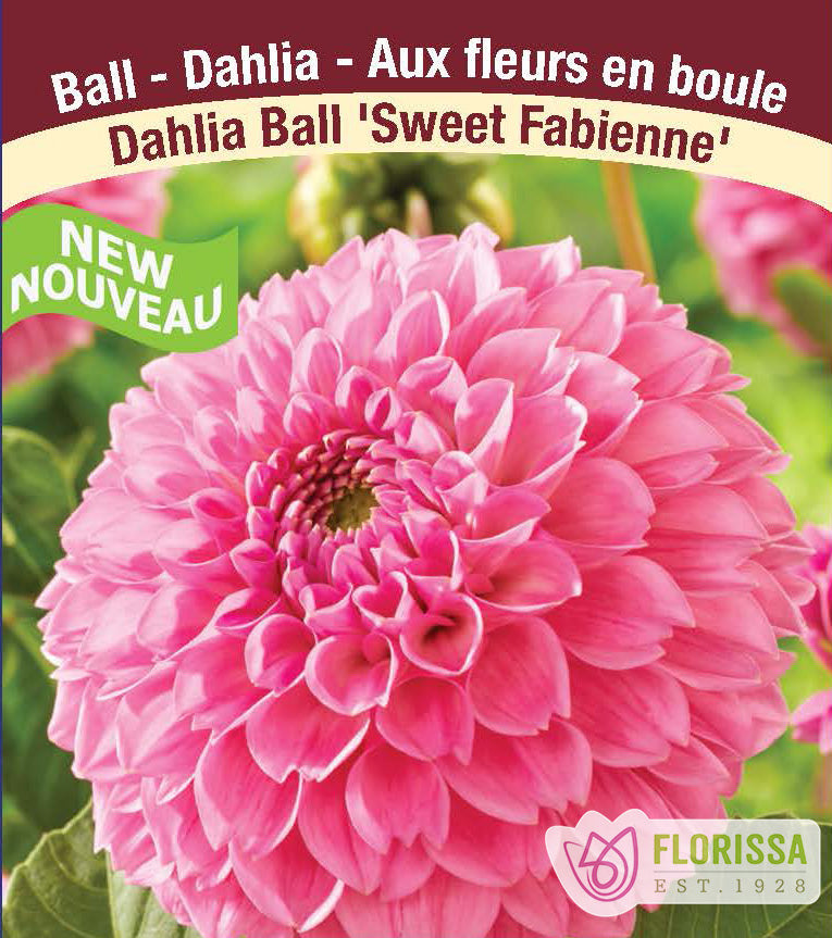 Dahlia Ball - Sweet Fabienne Bulk