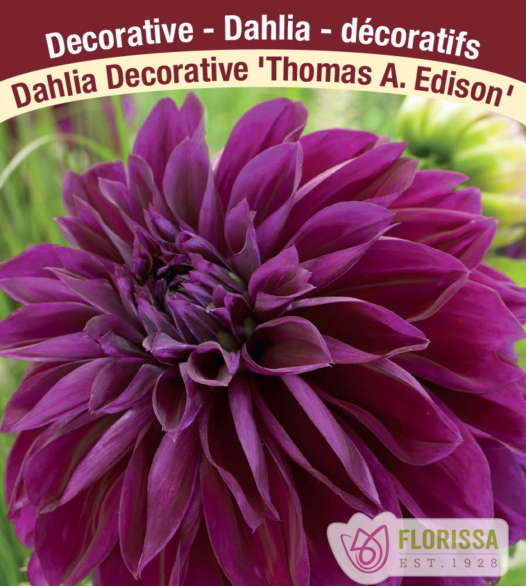 Dahlia Decorative - Thomas Edison Bulk
