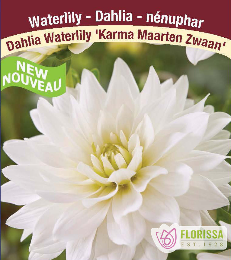 Dahlia Waterlily - Karma Maarten Zwaan Bulk