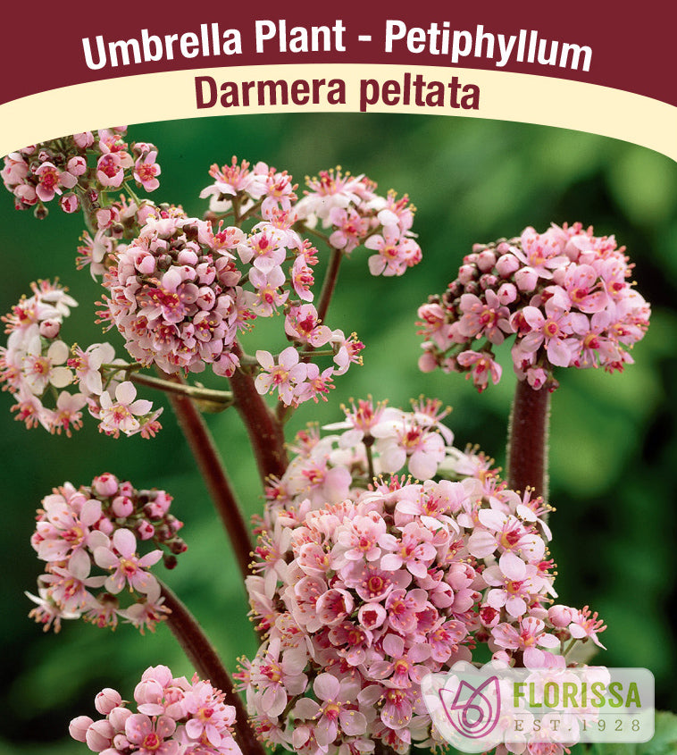 Darmera - Peltata