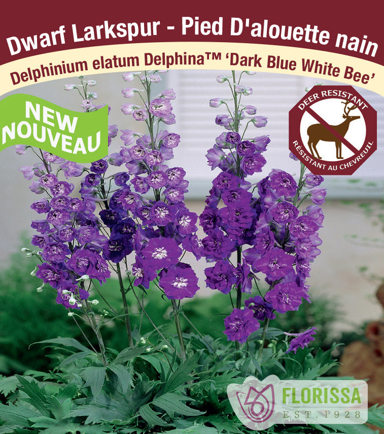 Delphinium - Delphina™ Dark Blue White Bee