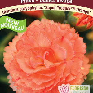 Dianthus