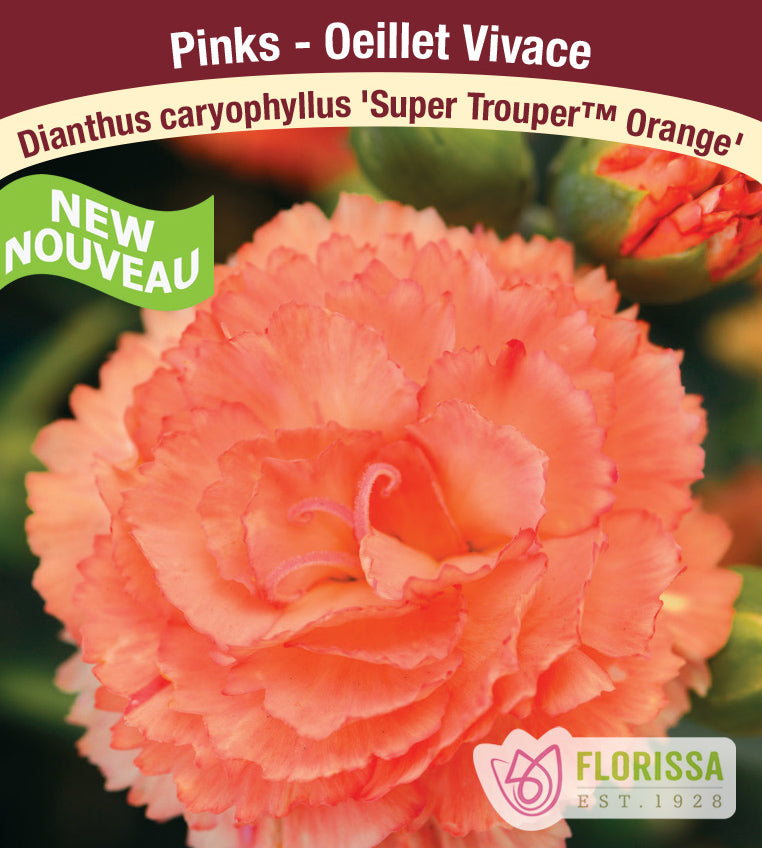Dianthus - caryophyllus Super Trouper™ Orange