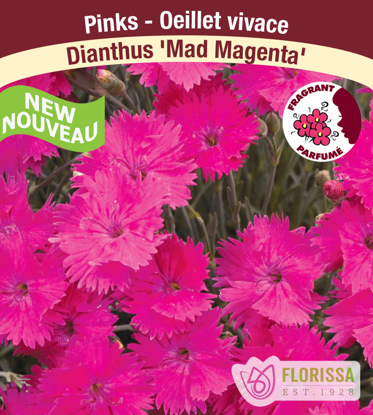 Dianthus - Mad Magenta