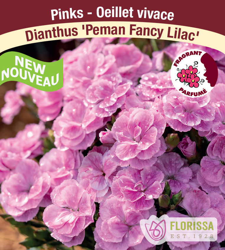 Dianthus - Peman Fancy Lilac