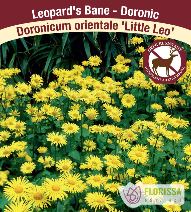 Doronicum - orientale Little Leo