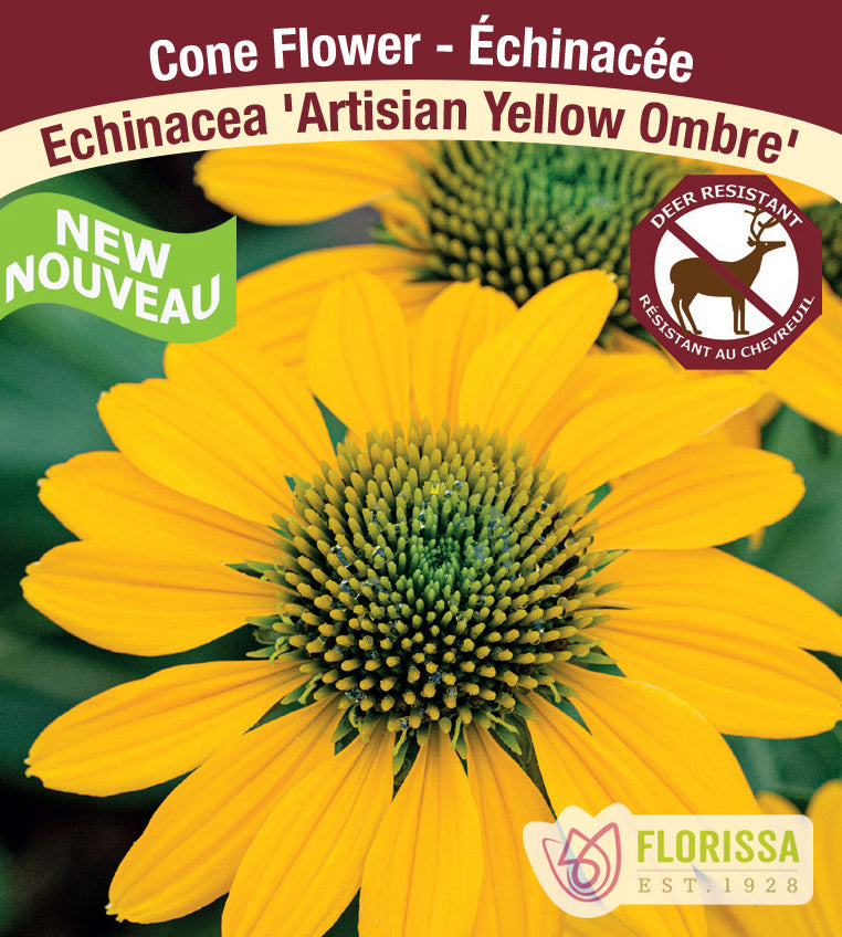 Echinacea - pur. Artisian Yellow Ombre